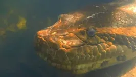 A nova espécie de sucuri-verde (também chamada de anaconda verde) foi demonstrada pelo apresentador de TV professor Freek Vonk.