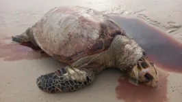 A tartaruga é da espécie Caretta caretta está ameaçada de extinção