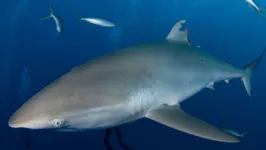 O tubarão-seda com barbatana dorsal ferida em julho de 2022.