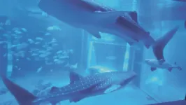 Os dois tubarões viviam no Aquário de Notojima desde setembro de 2022.