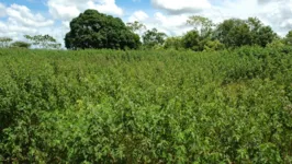 Plantação Malva em Capitão Poço Pará