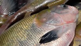 Imagem ilustrativa da notícia No Pará, 18 espécies de peixe estão com a pesca proibida
