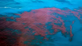Fenômeno causado pelo excesso de algas, em Alagoas