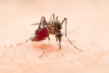 Imagem ilustrativa da notícia Dengue, Chikungunya e Zika: veja os sintomas de cada doença