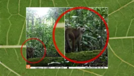 Macaco da espécie Cebus kaapori identificado via monitoramento da Agropalma