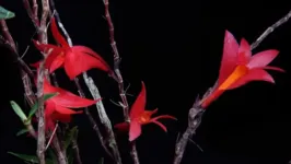 A recém-descoberta espécie de orquídea foi identificada como Dendrobium lancilabium