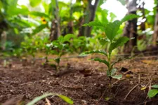 Imagem ilustrativa da notícia Parcerias internacionais vão fortalecer bioeconomia no Pará