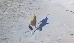 Cachorro caramelo fugindo com o aparelho celular
