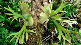 A planta Platycerium bifurcatum é conhecido por suas folhas que podem atingir até 1,5 metros, que se assemelham aos chifres de um veado.