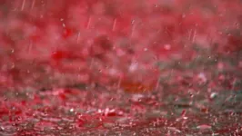 A “chuva de sangue” está prevista para chegar ao país partir desta segunda-feira, 29 de janeiro.