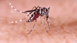 Casos de dengue aumentam em todo o Brasil.