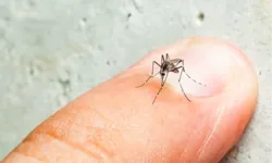 O vírus da dengue é transmitido pelo mosquito Aedes aegypti.