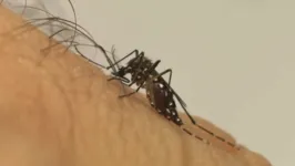 Mosquito Aedes aegypti é o transmissor do vírus da dengue