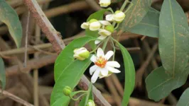 Mitostemma glaziovii Mast, (Passifloraceae)