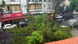 Imagem ilustrativa da notícia Trânsito é normalizado após retirada de árvore em Nazaré