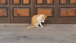 Gato em uma rua de Jidá, Arábia Saudita, sede do Mundial de Clubes 2023.