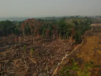 Imagem ilustrativa da notícia Justiça condena homem por desmatar Floresta Amazônica
