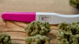 26% das grávidas que consumiram Cannabis tiveram algum efeito adverso