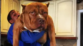 O pitbull de Marlon, que recebeu o nome de Hulk, é avaliado em cerca de 2 milhões de libras (cerca de R$12,4 milhões)