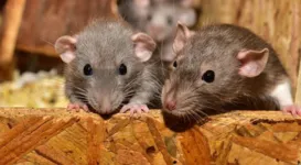 Imagem ilustrativa da notícia Ratos, catitas e ratazanas: quais as diferenças entre eles?
