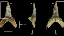 Os tubarões desse gênero têm dentes grandes, caracterizados pelo seu comprimento e forma de gancho na ponta e bordas cortantes