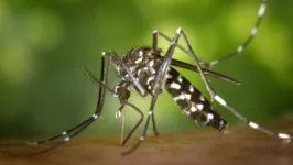 Mosquito transmissor da Chikungunya