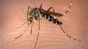Aedes aegypti é o mosquito transmissor da dengue.