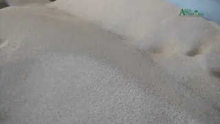 Imagem ilustrativa do vídeo: Pará é destaque na cadeia produtiva do Gergelim