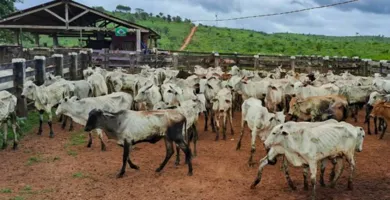 Imagem ilustrativa da imagem Pequenos pecuaristas recebem doação de gado no Pará