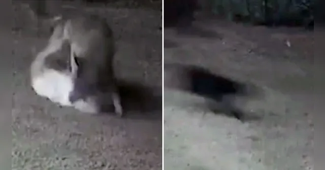 Imagem ilustrativa da notícia Vídeo: gata salva cadela de ataque de coiotes nos EUA
