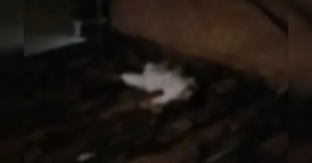 Imagem ilustrativa da notícia Vídeo: homem é morto em  telhado no Jurunas, em Belém.