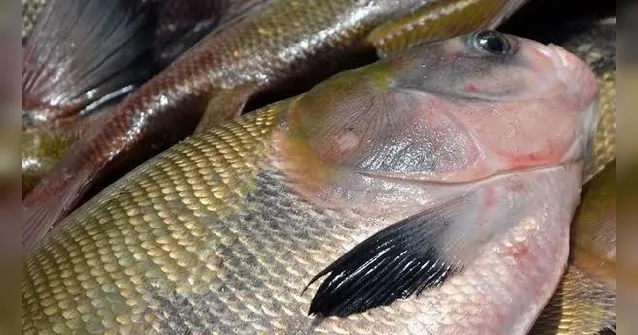 Imagem ilustrativa da notícia No Pará, 18 espécies de peixe estão com a pesca proibida