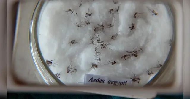 Imagem ilustrativa da notícia Tire as principais dúvidas sobre a vacinação contra dengue