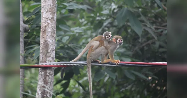 Imagem ilustrativa da notícia Campanha alerta para proteção aos animais silvestres no Pará