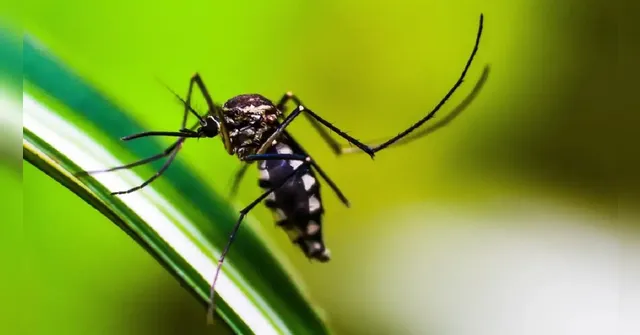 Imagem ilustrativa da notícia Brasil registra 94 mortes por dengue; BH decreta emergência