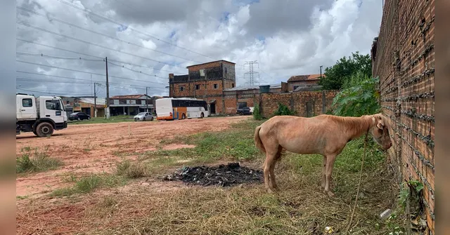 Imagem ilustrativa da notícia Vídeo: cavalo é abandonado amarrado em Ananindeua
