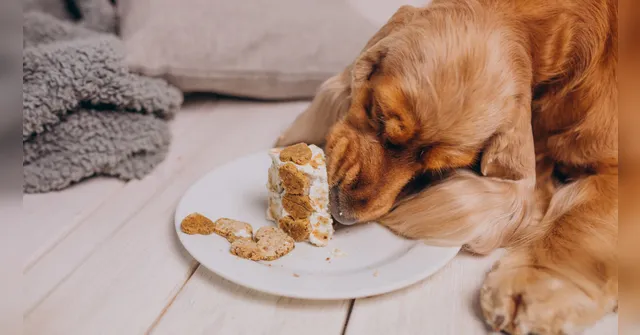 Imagem ilustrativa da notícia Alerta: confira os alimentos que são proibidos para os pets