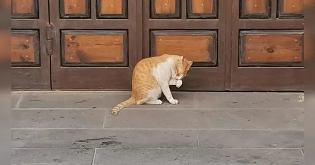 Imagem ilustrativa da notícia Gatos dominam as ruas da cidade-sede do Mundial de Clubes