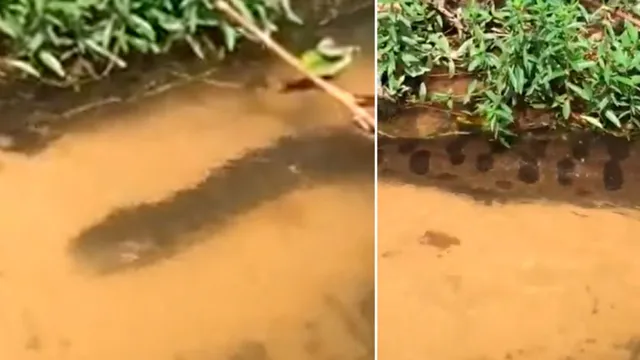 Imagem ilustrativa da notícia Olha a cobra! Família registra "anaconda" em igarapé
