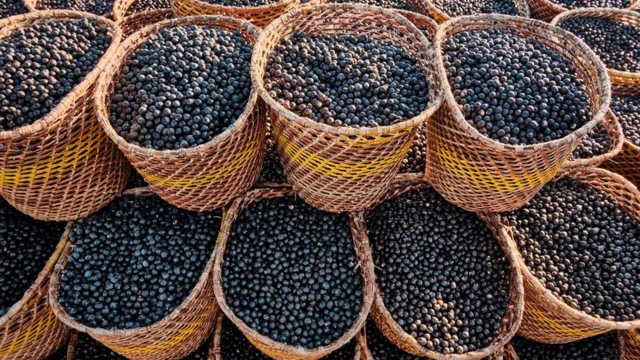 Imagem ilustrativa da notícia Açaí está entre as melhores frutas do mundo; veja ranking