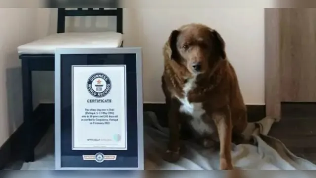 Imagem ilustrativa da notícia Guinness suspende título de cão mais velho do mundo 
