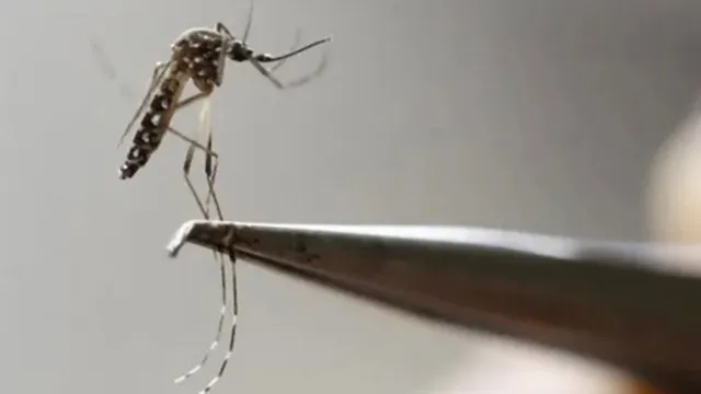 Imagem ilustrativa da notícia Dengue pode causar hepatite e insuficiência renal