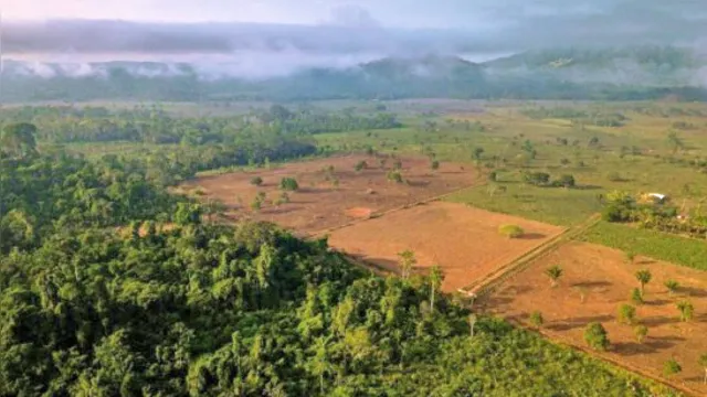 Imagem ilustrativa da notícia Recuperação privada: Pará cede área ameaçada na Amazônia