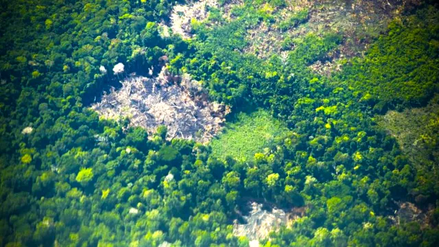 Imagem ilustrativa da notícia Pará registra redução de 34% nos alertas de desmatamento
