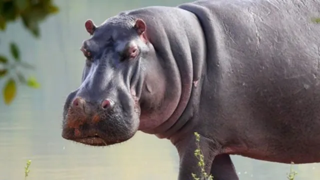 Imagem ilustrativa da notícia Hipopótamo escapa de jaula e mata zelador de zoológico