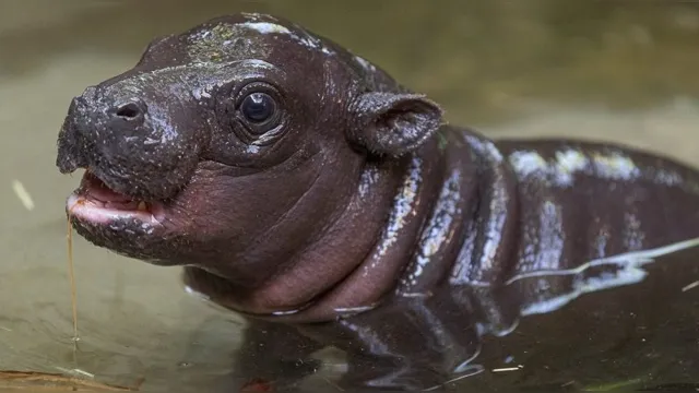 Imagem ilustrativa da notícia Hipopótamo pigmeu nasce em zoológico da República Tcheca 