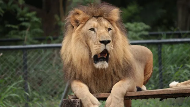 Imagem ilustrativa da notícia Leão mata turista durante selfie em zoológico na Índia