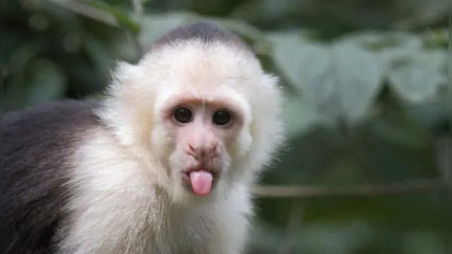 Imagem ilustrativa da notícia Rejeitado por fêmeas, macaco foge de parque em busca de amor