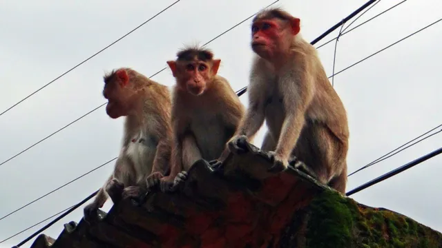 Imagem ilustrativa da notícia Gangue de macacos mata criança ao jogá-la de telhado