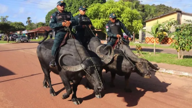 Imagem ilustrativa da notícia PM usa búfalos para ocorrências em área alagada no Marajó